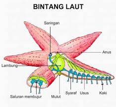 Misalnya teripang teripang, ketimun laut, bulu babi, bintang ular, dolar pasir, bintang laut, dan lilia laut. Hewan Echinodermata Pengertian Klasifikasi Dan Contohnya
