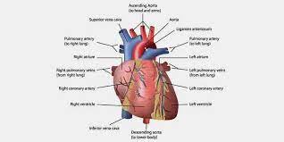What are the organ systems of the human body? Small Intestine Function Location Parts Diseases Facts In 2021 Body Organs Human Body Organs Human Digestive System