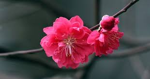 Image result for XUÂN VỀ