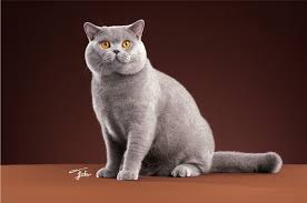 British Shorthair - The Cat Fanciers' Association