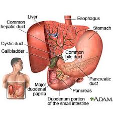 Biliary Dyskinesia What You Need To Know Gallbladder Bile Duct Gastrointestinal Disorders