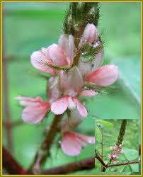 Image result for Indigofera astragalina