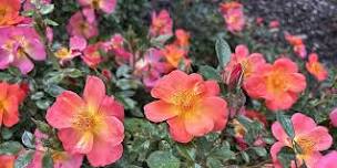Waterwise Landscaping & Available Incentives