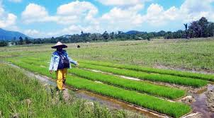 Menggambar pemandangan sawah gunung petani youtube. Petani Singkawang Tetap Produktif Meski Pandemi Covid 19