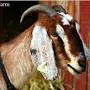 Goat breeds from www.mannapro.com