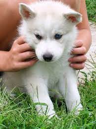 Commonly, her belly, feet, legs and most of her face is white. Upwipetool Husky Wolf Mix Siberian Husky Really Cute Puppies Alaskan Husky
