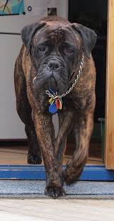 How much do bullmastiffs shed? Pin On Pets