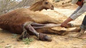 2019 biggest camel qurbani(camel qurabi hd category). Search Youtube Channels Noxinfluencer