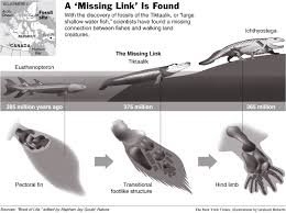 Fossil Called Missing Link From Sea To Land Animals Life Evolution Book Of Life