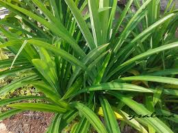 Daun ini sangat mudah untuk anda tanam di kebun rumah, sehingga anda bisa mengambilnya dengan mudah tanpa harus membelinya terlebih dahulu. Daun Pandan Wangi Salah Satu Tanaman Pengisi Halaman Ysalma