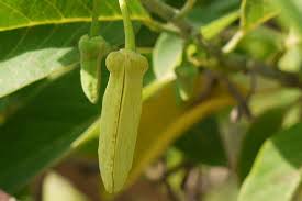 Image result for Annona squamosa