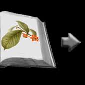 Image result for Aporrhiza paniculata