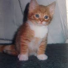 Foxy 2000 Animals Cats Foxy