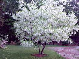 American Fringe Tree Fringe Tree Shrubs For Landscaping Ornamental Trees