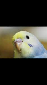 Izmir Muhabbet Kusu Veterineri Muhabbet Kuslari Neden Isirir Bunu Durdurmanin Engellemenin Yollari Nelerdir Ozel Yayin Www Veterinerizmir Com Oz Vet Line 02323881770 Varliklari Ile Hayatimiza Renk Katan Muhabbet Kuslari Zaman Zaman Isirma Eylemlerine
