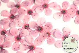 48 Wafer Paper Cherry Blossom Flowers 1 Across Edible Etsy Wedding Cakes With Flowers Edible Flowers Cherry Blossom Flowers