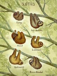 All Things Sloth Species Of Sloths Sloth Animals Beautiful Cute Sloth