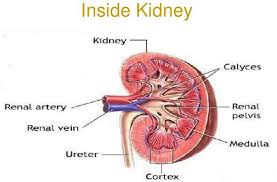 21 Proven Home Remedies For Water Retention Along With Causes Symptoms And Diet Plan Chronic Kidney Disease Kidney Failure Causes Kidney Anatomy
