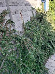 Image result for Combretum mossambicense