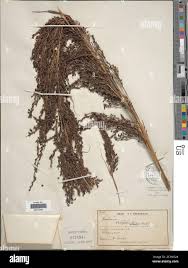 Image result for Digitaria setifolia