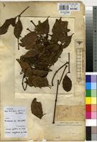 Image result for Viscum congolense