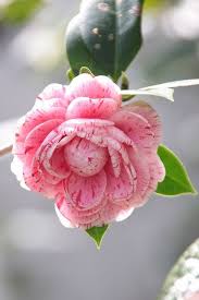 Flowersgardenlove Camellia Flowers Garden Love Beautiful Flowers Amazing Flowers Pretty Flowers