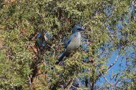 Birds Native To Colorado Springs Pinyon Jay Garden Of The Gods Colorado Springs Co 9 28 12 Jay Bird Birds Crow