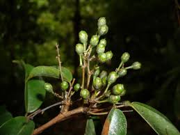 Image result for Rourea