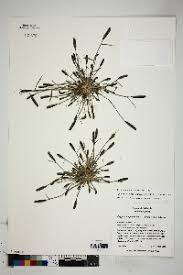 Image result for Sporobolus agrostoides