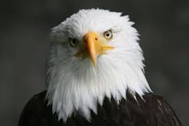 Pin By Melanie Hernandez On Eagles Bald Eagle Eagles Vs Eagles