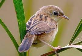 Tebak lagu pake suara google translate ft. Cara Mengetahui Jenis Kelamin Burung Ciblek Sawah