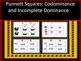 Genetic Punnett Square Practice Dominance Incomplete Dominance And Monohybreds Life Science Middle School Punnett Squares Genetics
