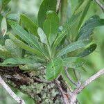 Image result for Terminalia brachystemma ×  sericea