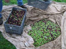 Cueillette Des Olives Recolte Manuelle Artisanale De L Olivier Au Moulin