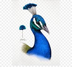Extend one long and one short curved line from the head, outlining the gracefully curving neck. Bird Drawing Png Download 600 823 Free Transparent Drawing Png Download Cleanpng Kisspng