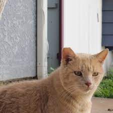 Otay pet vets award winning. The Pet Clinic 40 Reviews Veterinarians 3326 Main St Chula Vista Ca Phone Number