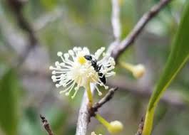 Image result for Aphloiaceae