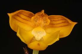 Image result for Polystachya campyloglossa