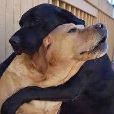 To some it may sound silly but spotty was every bit as much important to use as any other member of the family. Paul W Harris Funeral Home Pets At Peace Home Facebook