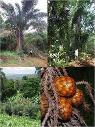 Image result for Raphia sese