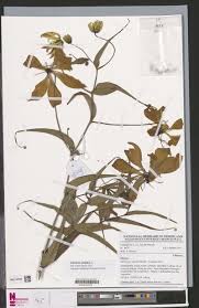 Image result for Stereochlaena cameronii