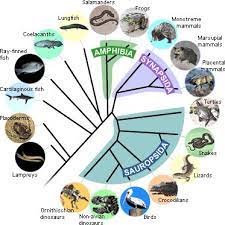 Building The Tree Synapsida Phylogenetic Tree Evolution