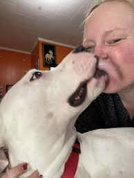 Low-activity pet sitting in home recommendations needed