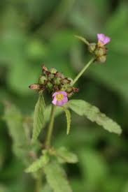 Image result for Melochia corchorifolia