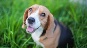 Beagle Dog: Breed Guide