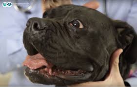 Is There A Way To Treat Cherry Eye In Dogs Without Surgery Healthcare For Pets In 2020 Cherry Eye In Dogs Dog Eyes Dogs