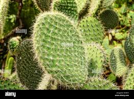 Image result for Cactaceae