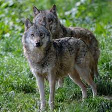 We did not find results for: Wolf In Nordrhein Westfalen Aktuelles