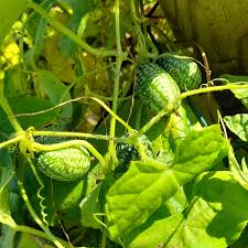 Image result for Zehneria scabra