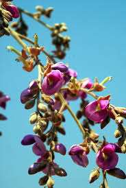 Image result for Philenoptera nelsii